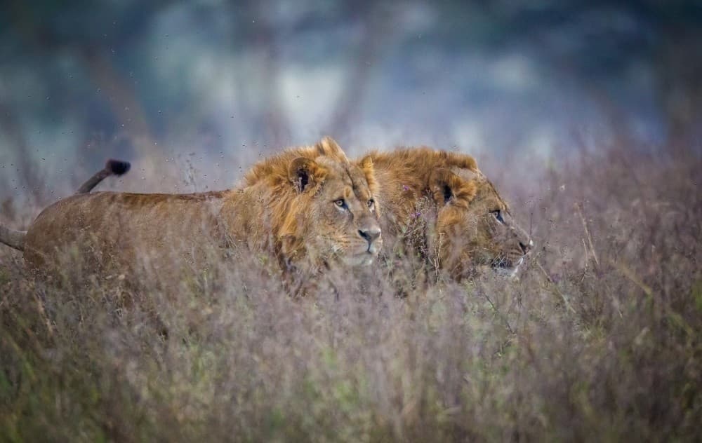 Lions Coming Through The Heather Poster