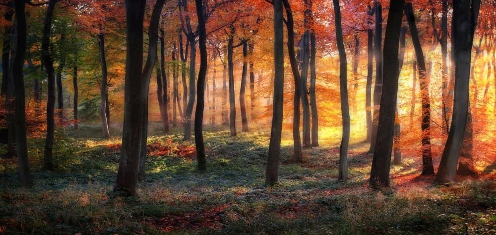 Autumn Woodland Sunrise Poster