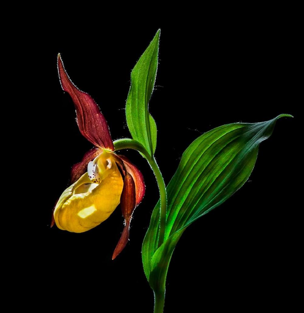 Macro Close-Up Photograph Of The Lady's Slipper Orchid ('Venus' Shoes') Flower In The Wild © N Poster