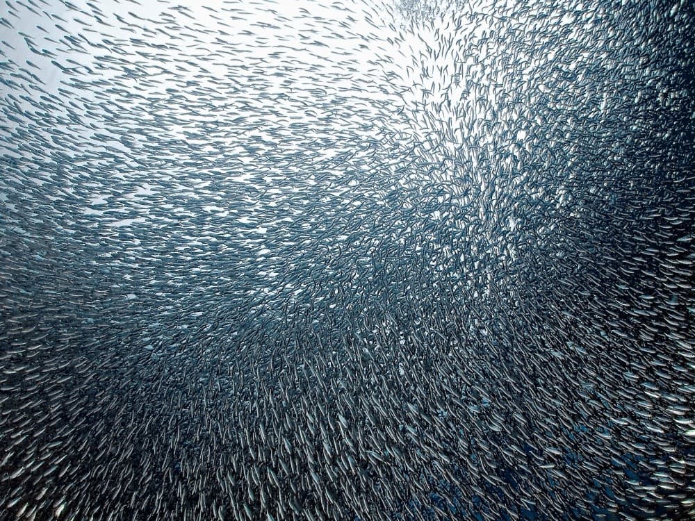 Sardines Firework Poster