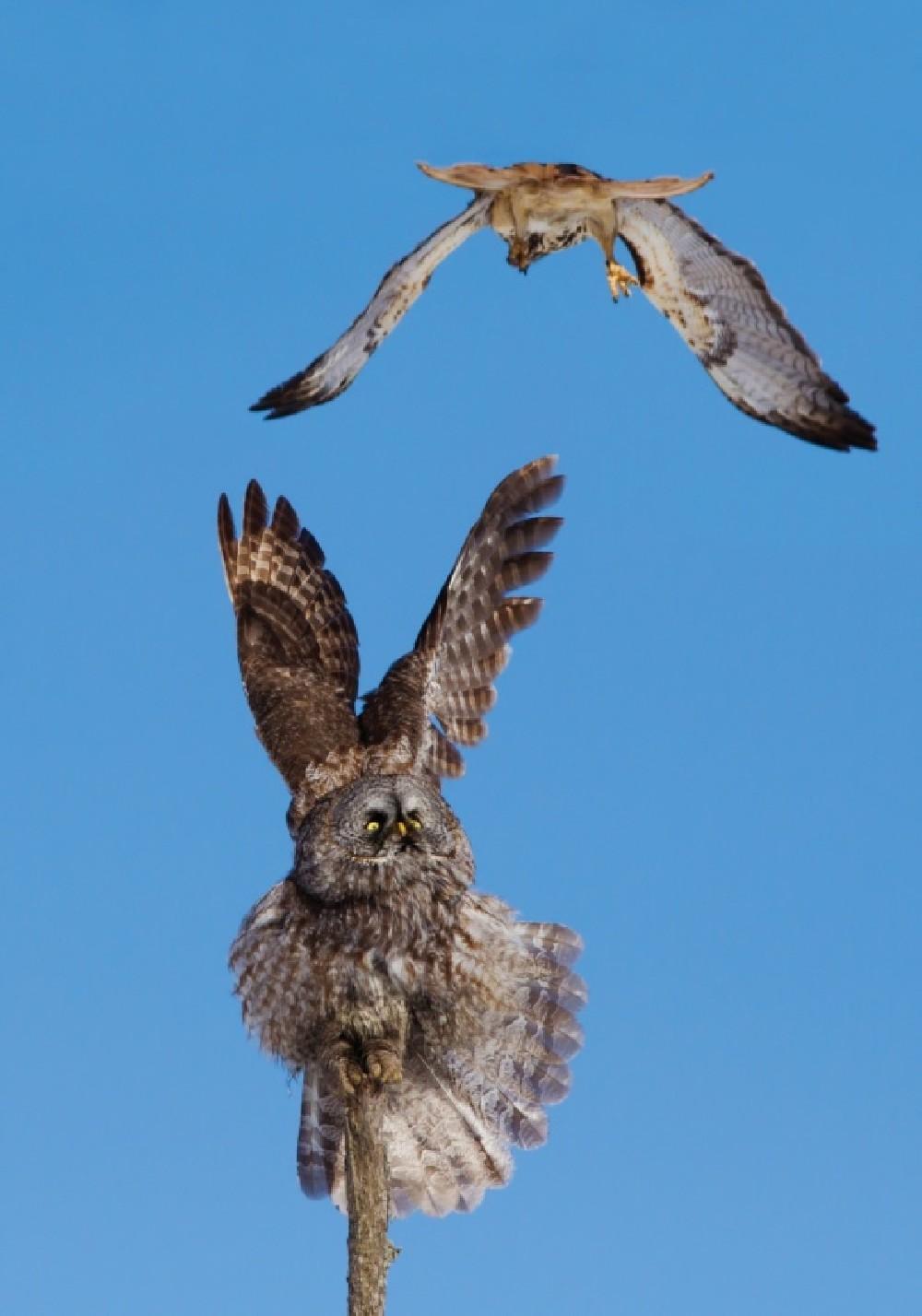 Great Grey Owl Vs Red-Tailed Hawk Poster