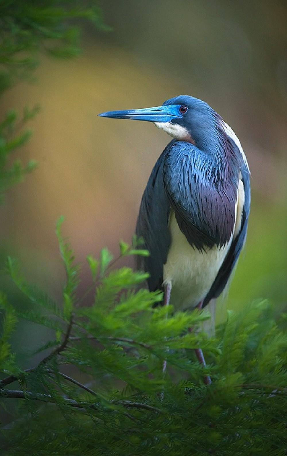 Blue Wedding Dress Poster