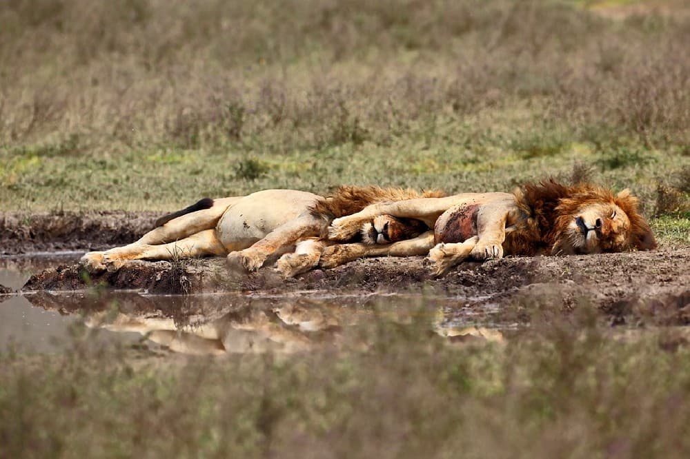 Warriors At Rest Poster