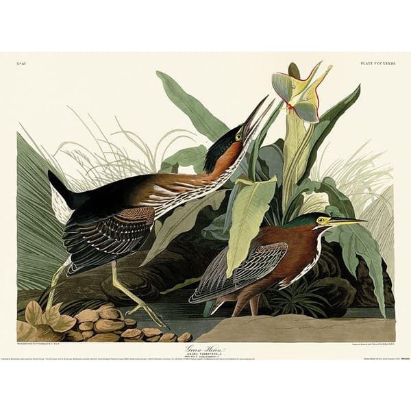 John James Audubon Green Heron Poster