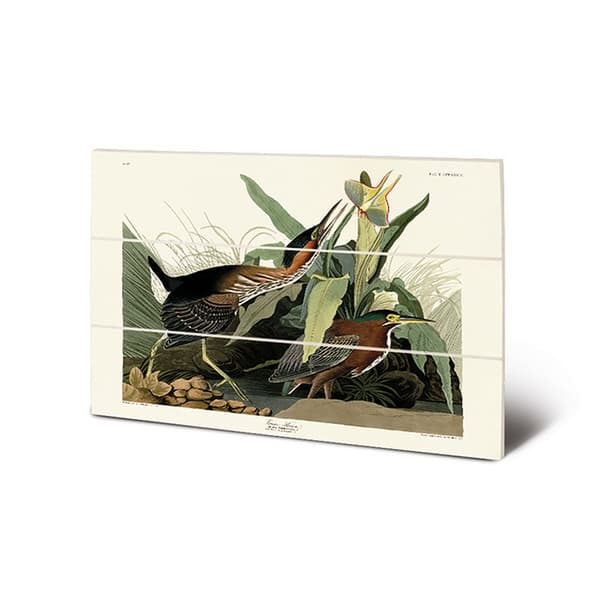 John James Audubon Green Heron Wood Print Green/Off White 40cm x 59cm