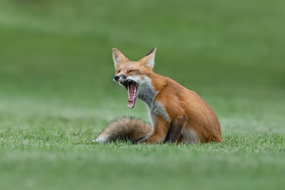Red fox yawning poster