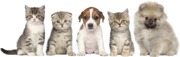 Wallsticker - Hund og Katte