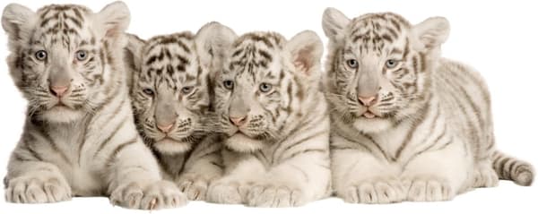 Wallsticker - Tiger unger
