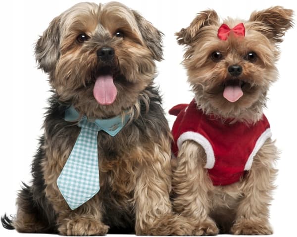 Veggklistremerke - Shih Tzu