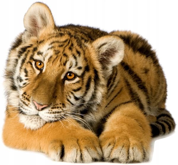 Veggklistremerke - Tiger