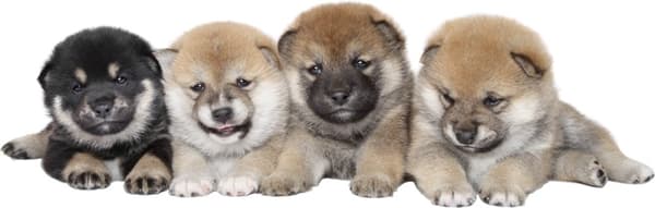 Veggklistremerke - Shiba inu