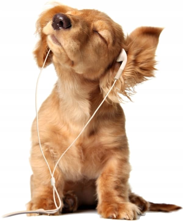 Veggklistremerke - Hund i hodetelefoner