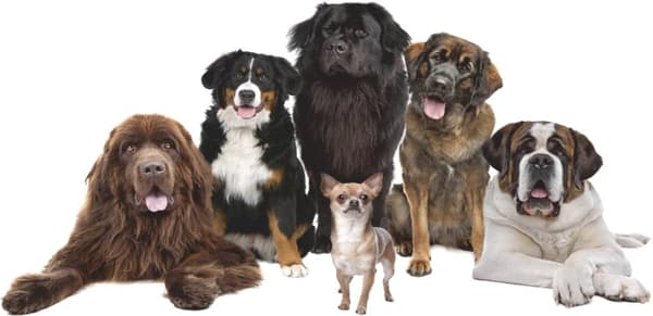 Veggklistremerke - Store hunder og Chihuahua