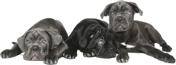 Veggklistremerke - Hunder Cane corso