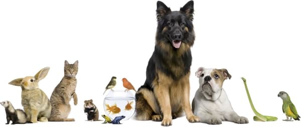 Wallsticker - Hunde og dyr