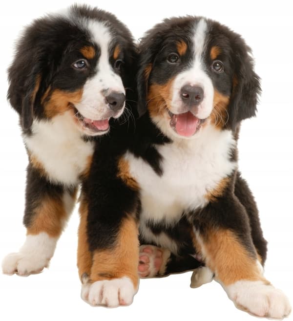 Wallsticker - Hunde / 02