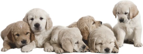 Wallsticker - Labrador Hvalpe / 02