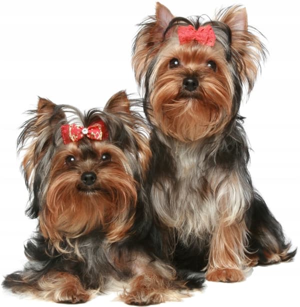 Veggklistremerke - Hunder Yorkie