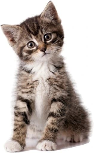 Veggklistremerke - katt