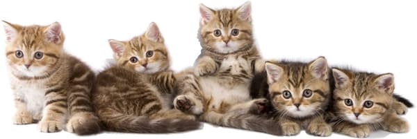 Wallsticker - Katte