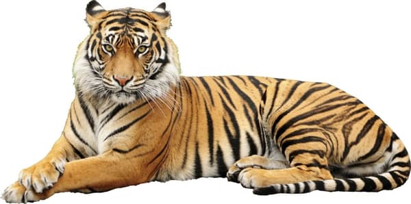Veggklistremerke - Tiger / 02