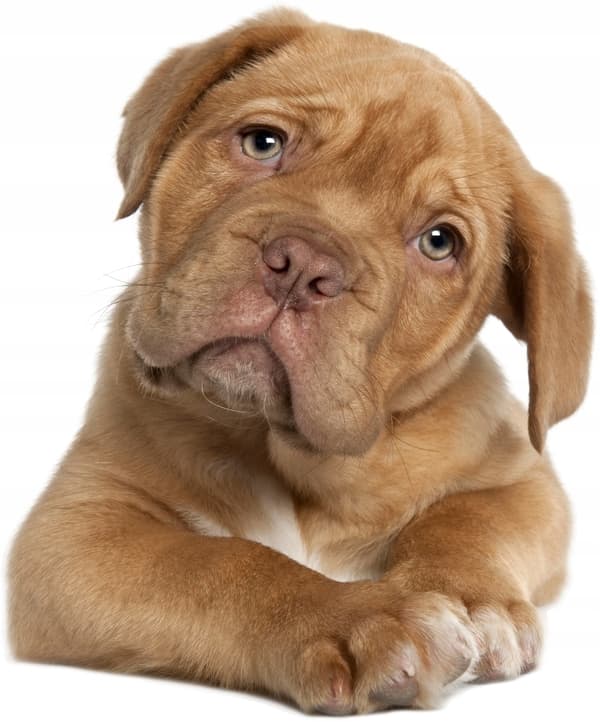 Veggklistremerke - Hund