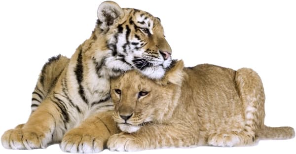 Veggklistremerke - Tiger og løve