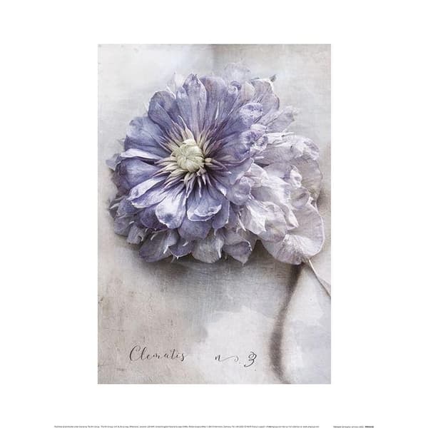 Heather Johnston Clematis Poster