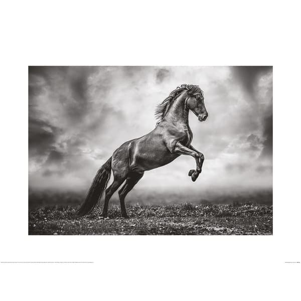 Lisa Saint The Great Apollo II Poster Grey/Black 60cm x 80cm