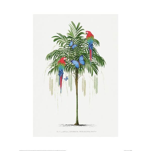 Summer Thornton Parrot Poster