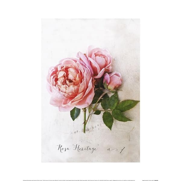 Heather Johnston Rosa-affisch Pink/Green 30cm x 40cm