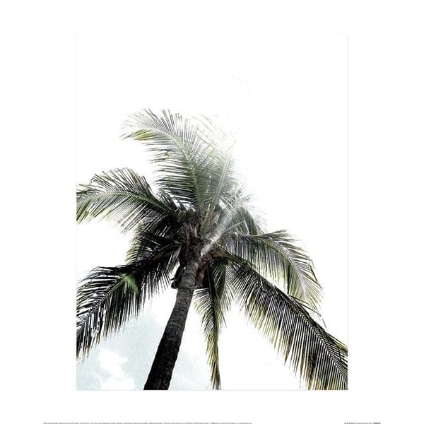 Heather Johnston Panama Palms Poster Green/White 30cm x 40cm