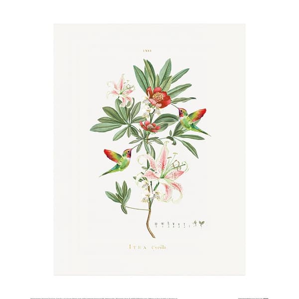 Summer Thornton Hummingbird Poster