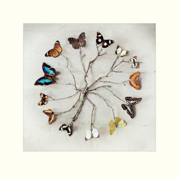 Ian Winstanley Butterfly Harmony Print Multicoloured 40cm x 40cm