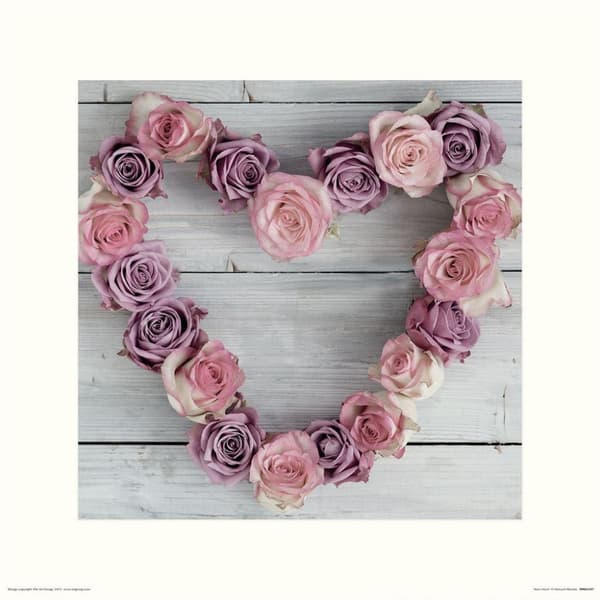 Howard Shooter Rose print