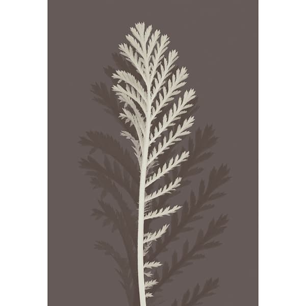 Ian Winstanley Stamme silhuet III Print White/Brown 40cm x 30cm