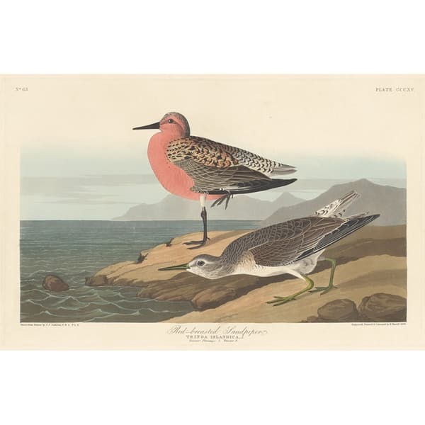 John James Audubon Red-Breasted Sandpiper Print