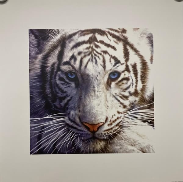 White Tiger