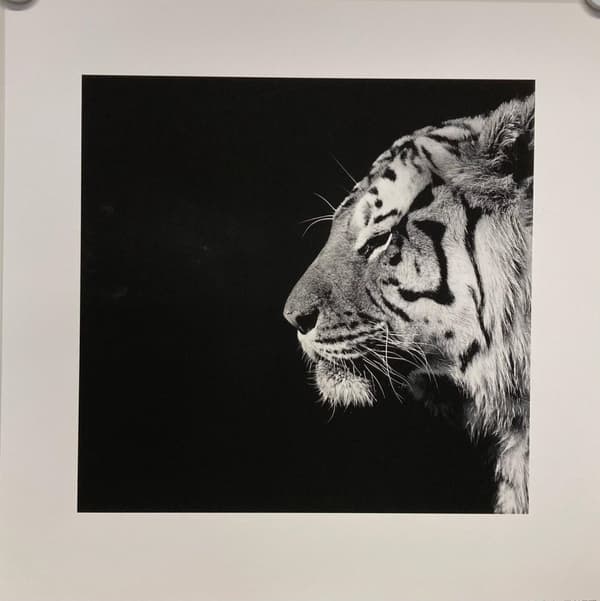 White Tiger
