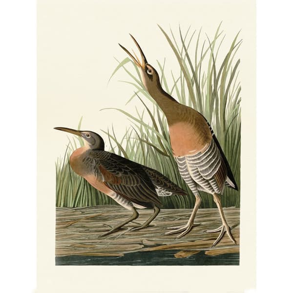 John James Audubon Salt Water Marsh Hen Print