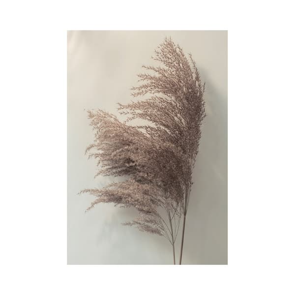 Ian Winstanley Pampus Grass II Print Grey/White/Brown 40cm x 30cm