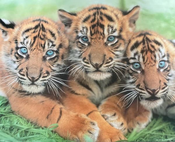 Tiger - Cubs
