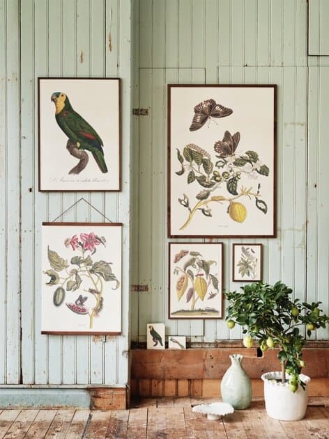 Poster Butterflies & Annatto Tree