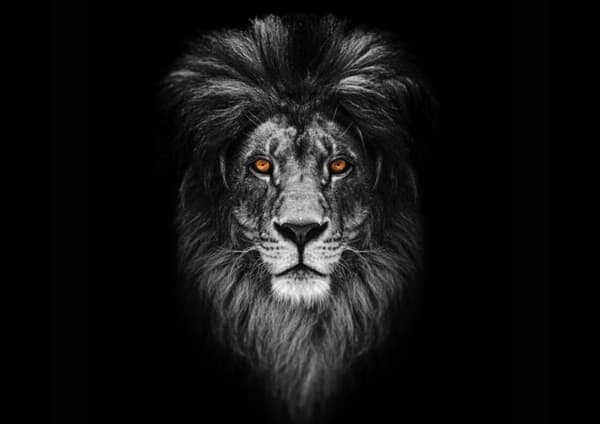 Lion Poster
