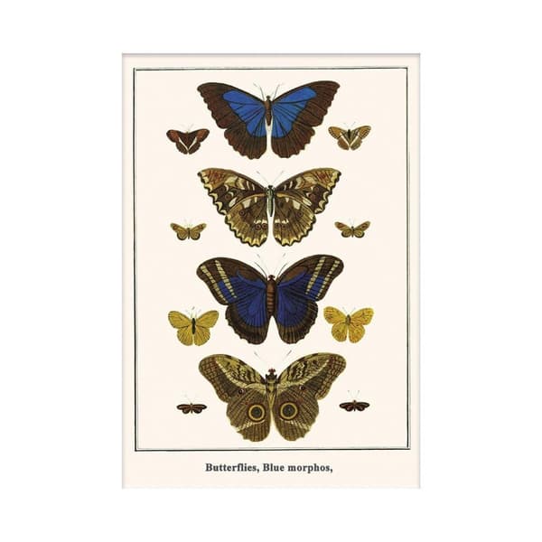 Albertus Seba Morphos sommerfugle Print Multicoloured 30cm x 40cm
