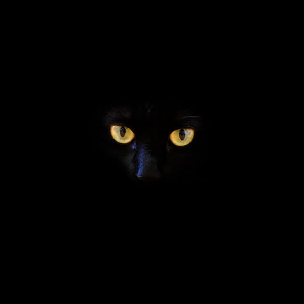 Svart Katt Ögon Tavla Storlek A4