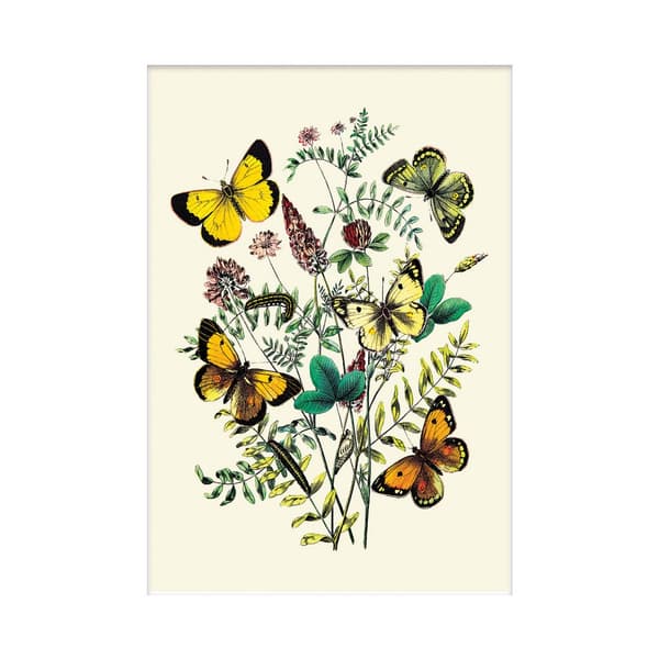W. F. Kirby Sommerfugle Print Cream/Yellow/Green 30cm x 40cm