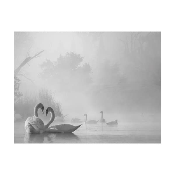 Pyramid International Morning Fog On Swan Lake Print
