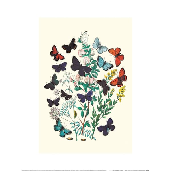 W. F. Kirby Butterflies Print Multicoloured 30cm x 40cm