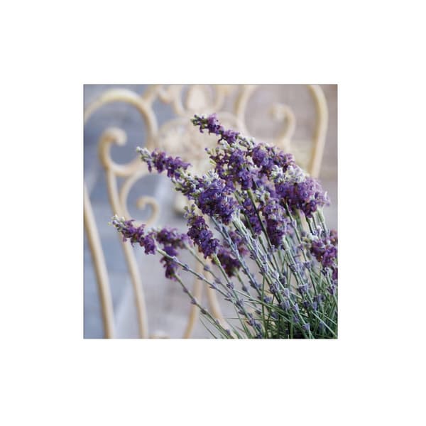 Art for the Home - Udendørs lærred - Lavendel Harmony - 50x50cm